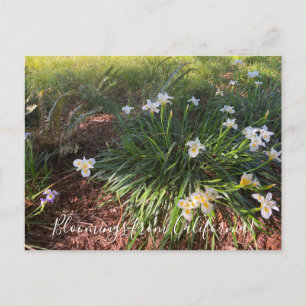 Uppblomningar från Kalifornien: Canyon Snow Iris Vykort