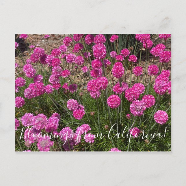 Uppblomningar från Kalifornien: Havsros Vykort (Framsida)