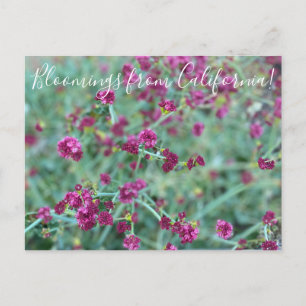 Uppblomningar från Kalifornien: Rödbokvete Pos Vykort
