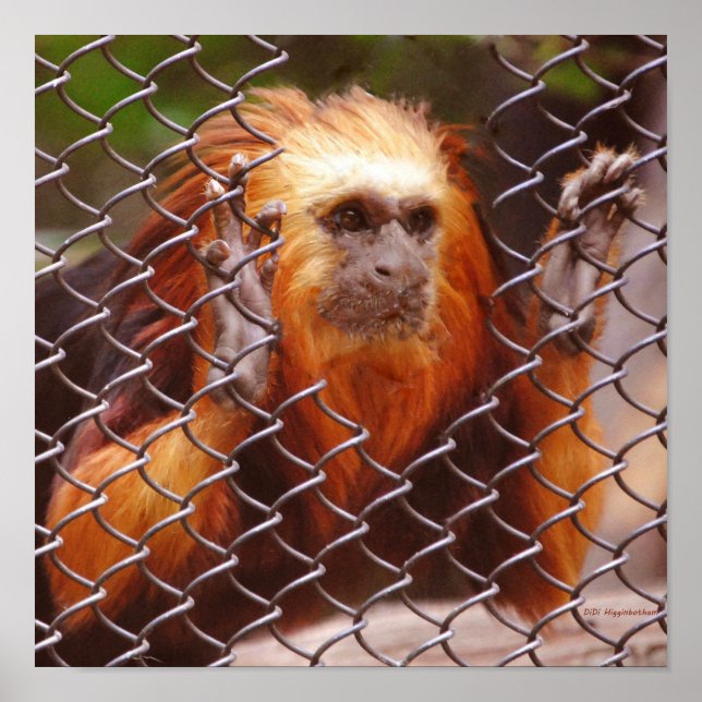 Uppdelning Poster (Framsidan)