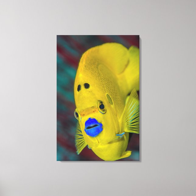 Uppehåll i Angelfish Canvastryck (Framsida)