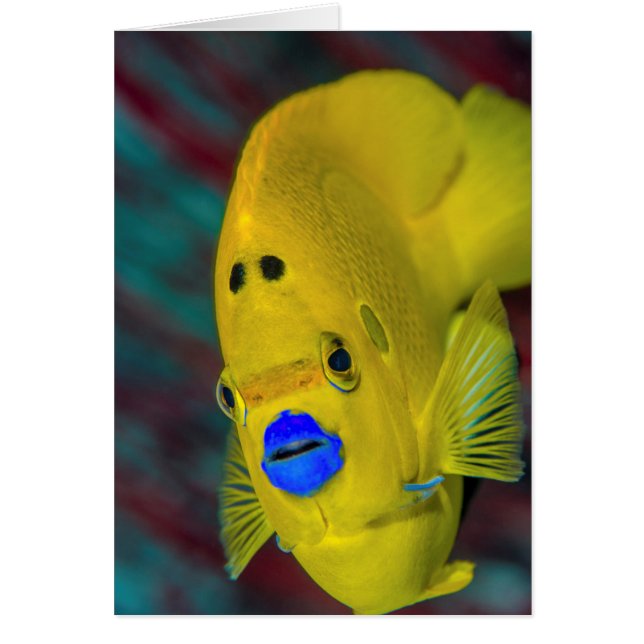 Uppehåll i Angelfish Hälsningskort (Framsidan)