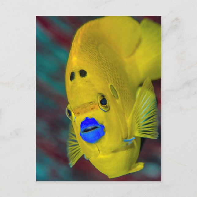 Uppehåll i Angelfish Vykort (Framsida)