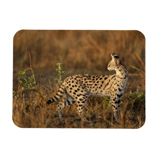 Upper Mara, Masai Mara Game Reserve, Kenya Magnet (Horisontell)