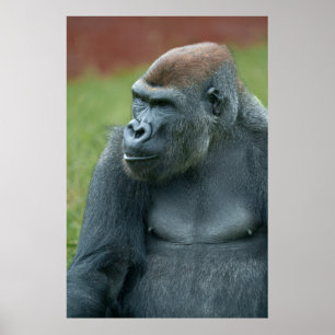Upper nära Gorilla Lope: Enchanting Porträtt av Poster
