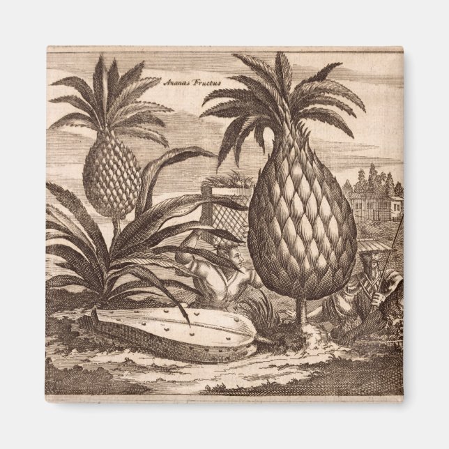 Uppfödning av stora ananas, illustration från en d magnet (Framsidan)