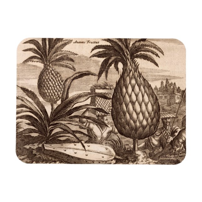 Uppfödning av stora ananas, illustration från en d magnet (Horisontell)