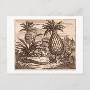 Uppfödning av stora ananas, illustration från en d vykort