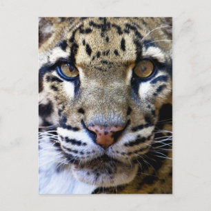 Uppgift om leopard vykort