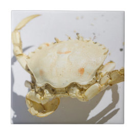 Uppgifter om strukturen i Snäcka struktur för havs Kakelplatta