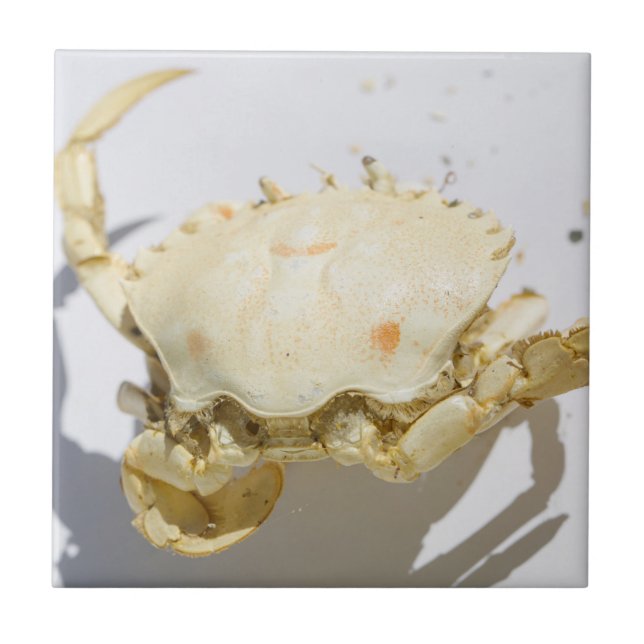 Uppgifter om strukturen i Snäcka struktur för havs Kakelplatta (Framsidan)