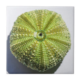 Uppgifter om strukturen i Snäcka struktur vid havs Kakelplatta