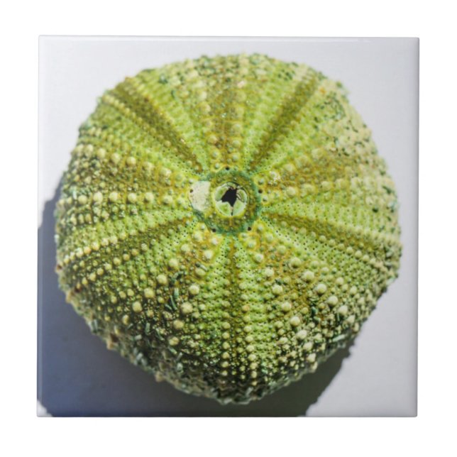 Uppgifter om strukturen i Snäcka struktur vid havs Kakelplatta (Framsidan)