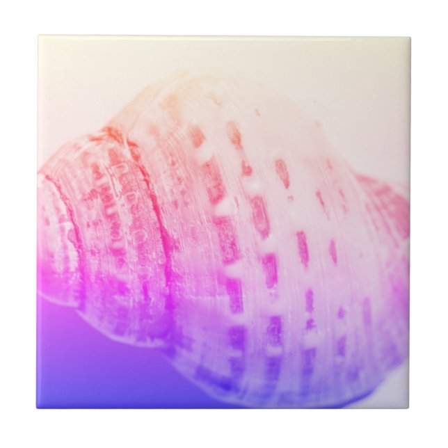 Uppgifter om strukturen i Snäcka struktur vid havs Kakelplatta (Framsidan)