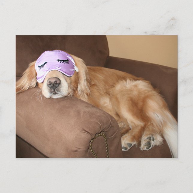 Uppgiftskort för Pension från Golden Retriever Vykort (Framsida)