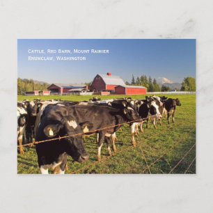 Uppgiftskort för Rainier Cattle Vykort