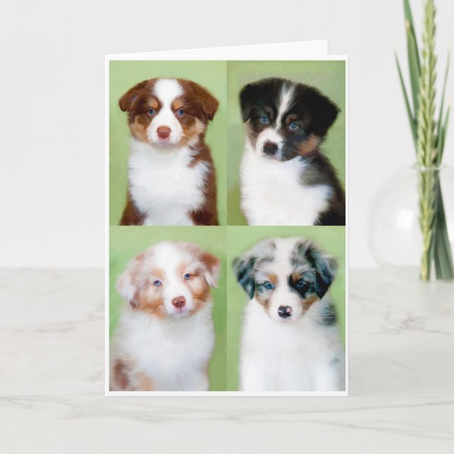 Uppgiftsskyddskort i australian shepherd kort (Framsida)