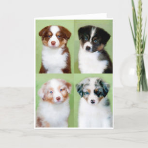 Uppgiftsskyddskort i australian shepherd kort
