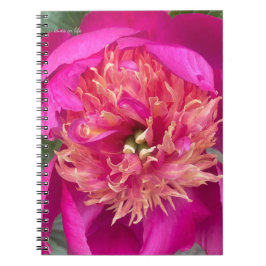Uppifrån nära Shock rosa Peony Anteckningsbok