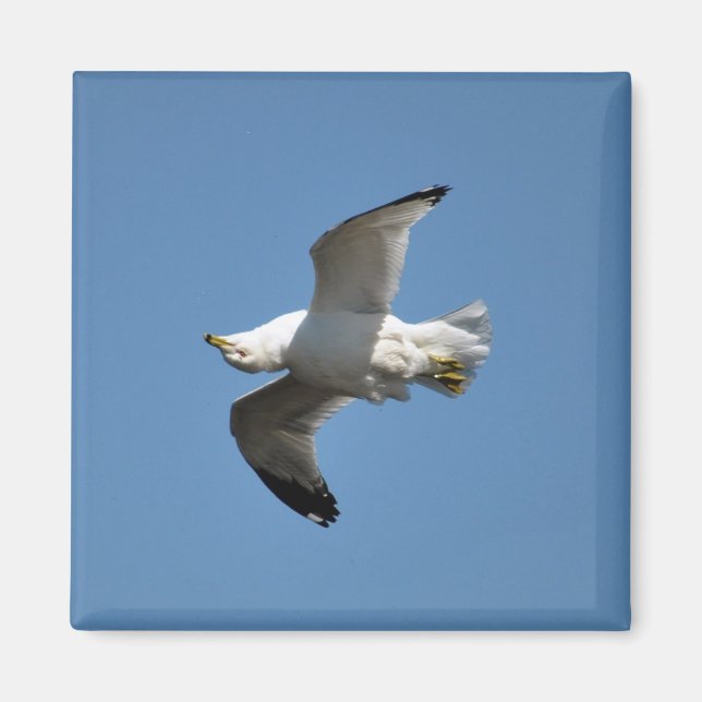 Uppifrån och ned, Gull Wildlife Collection Magnet (Framsidan)