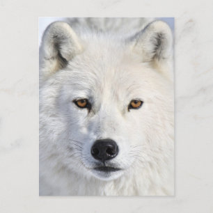 uppifrån och personlig.jpg vykort