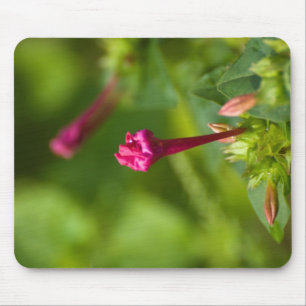 Uppkommen blomma musmatta