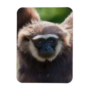 Uppkoppling av en Hanging Gibbon Magnet