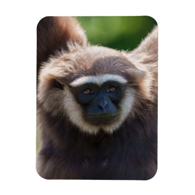 Uppkoppling av en Hanging Gibbon Magnet (Vertikal)