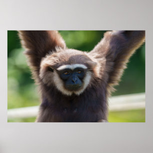 Uppkoppling av en Hanging Gibbon Poster