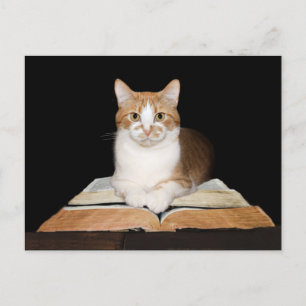 Upplärd eller bibliotekarie tabby katt vykort