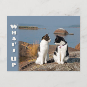 Upplev Cat0553 Cat-konversation Postcard Vykort