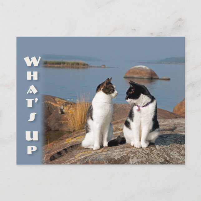 Upplev Cat0553 Cat-konversation Postcard Vykort (Framsida)