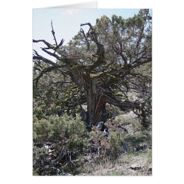 Upplev Hälsningskort (Framsidan)