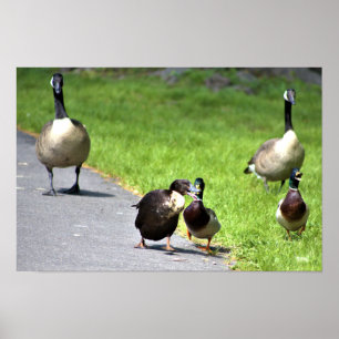 Upplös Ankor med gäss Poster