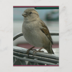 Upplyft Kärlek: Cart Bird Vykort
