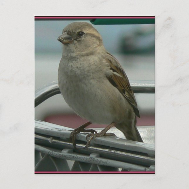 Upplyft Kärlek: Cart Bird Vykort (Framsida)