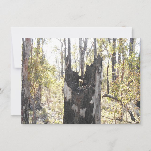 Upplyst trekort (Framsida)