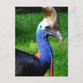 Uppmärksam profilvy över Cassowary Head och Nacke Vykort