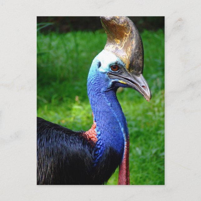 Uppmärksam profilvy över Cassowary Head och Nacke Vykort (Framsida)