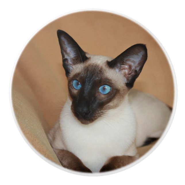 Uppmärksam Siamese katt Knopp (Framsidan)