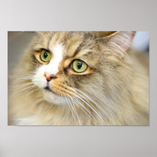 Uppmärksam trashankkatt poster