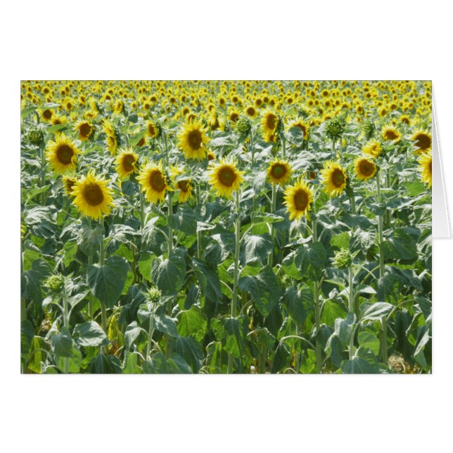 Uppmärksamhet Hälsningskort (Framsidan Horizontal)