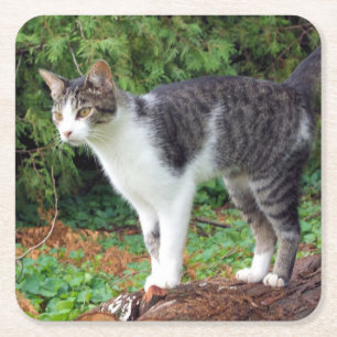 Uppmärksamhet! Kattunge - Katt - Underlägg Papper Kvadrat