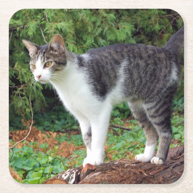 Uppmärksamhet! Kattunge - Katt - Underlägg Papper Kvadrat (Framsidan)