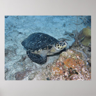 Uppmjukande Hawksbill Poster