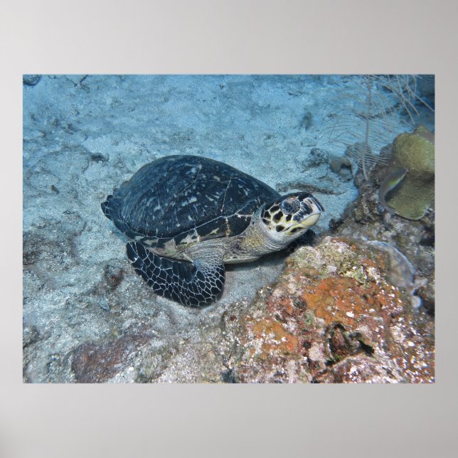 Uppmjukande Hawksbill Poster (Framsidan)