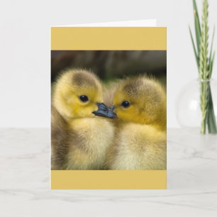Uppmuntra eller få bra cuddling Ducklings Kort