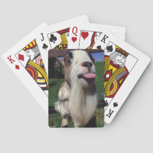 Uppnosig get som leker kort casinokort