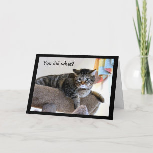 Uppriven tabby katt kort