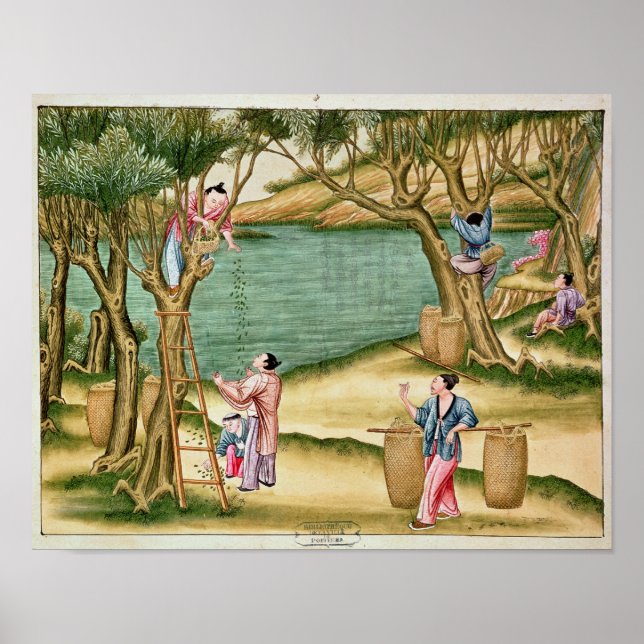 Uppsamling av mullbär poster (Framsidan)